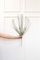 Palm Fan Teethy Minimalist Leaves - Luxe B Pampas Grass  Canada , dried flowers and pampas grass Canadian Company. Bulk and wholesale dried flowers and pampas grass fluffy. Large White Pampas Grass Toronto