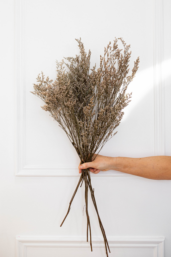 Natural Limonium - Luxe B Pampas Grass  Canada , dried flowers and pampas grass Canadian Company. Bulk and wholesale dried flowers and pampas grass fluffy. Large White Pampas Grass Toronto